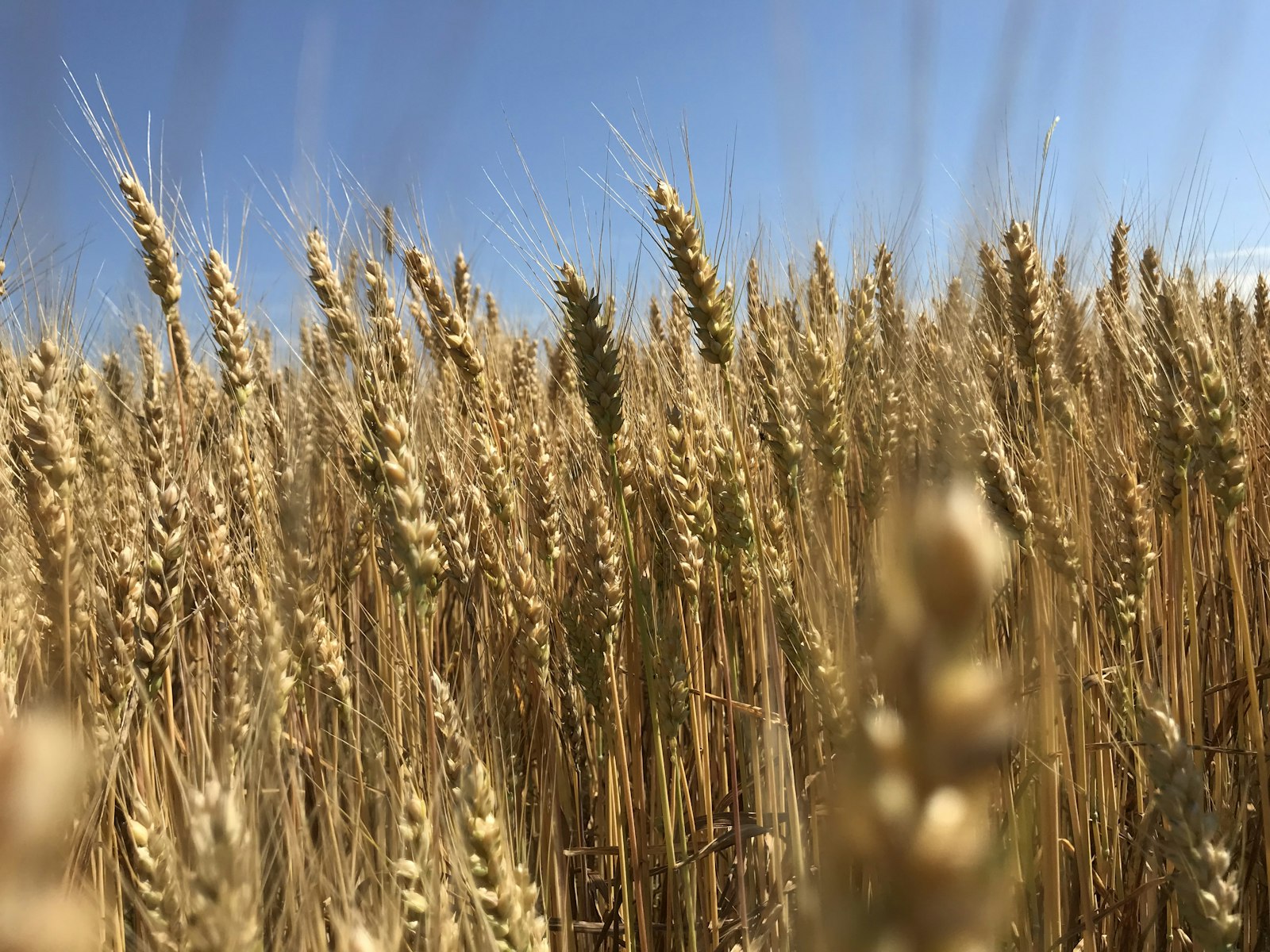 A field of ripe golden wheat ready for harvest. Photo by Liz Joseph on Unsplash, used under the free Unsplash License.
