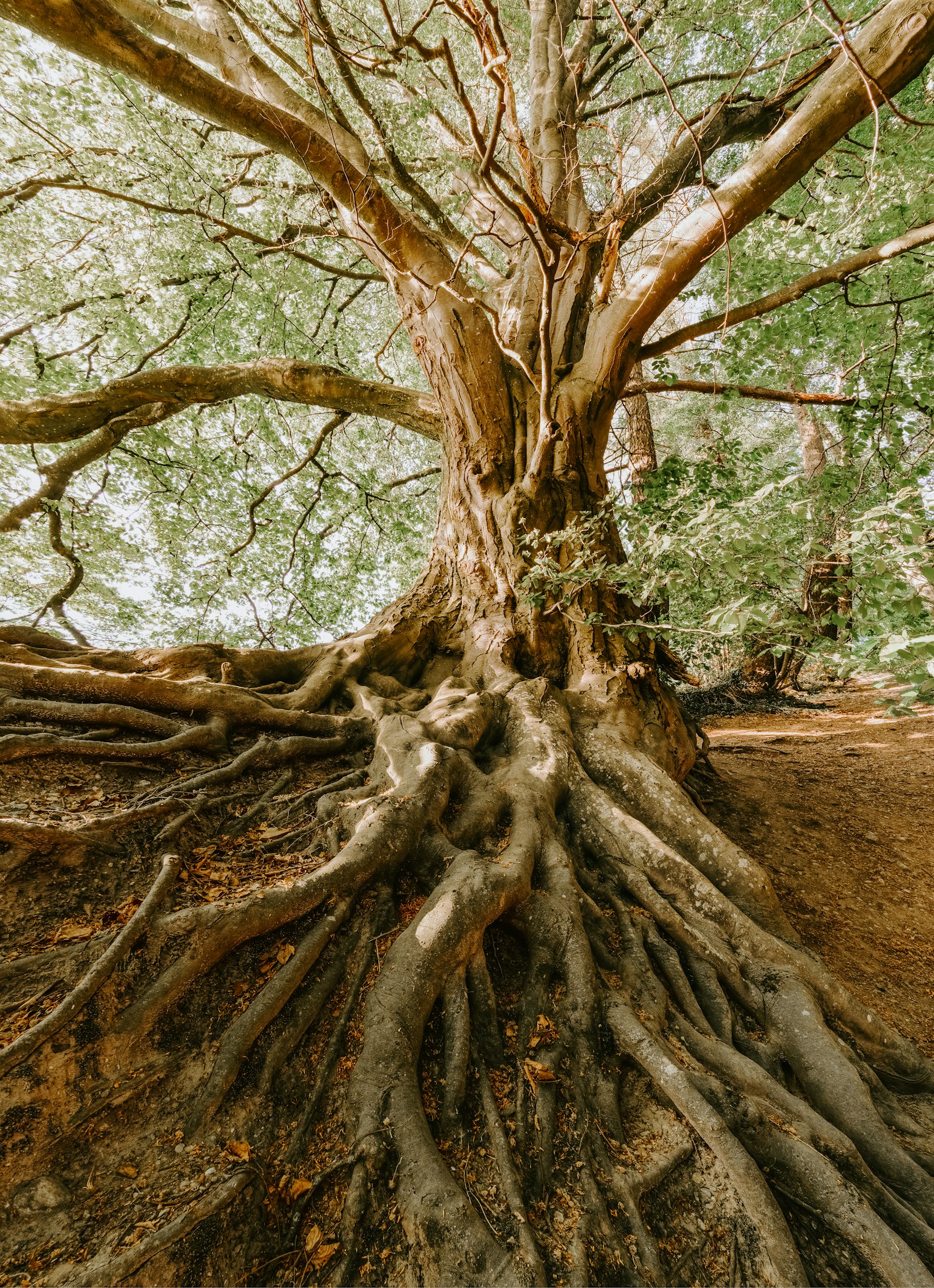 A mature, healthy tree, a practice that endures across generations. Photo by Felix Mittermeier on Unsplash, used under the free Unsplash License.